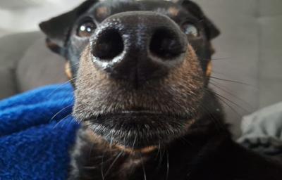 cachorro preto fofo