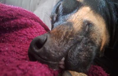 cachorro preto fofo dormindo