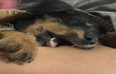 cachorrinho fofinho dormindo