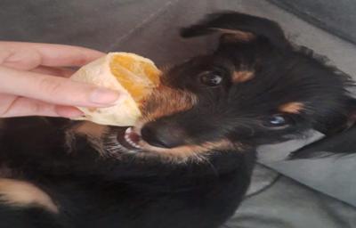 cachorro fofo comendo laranja