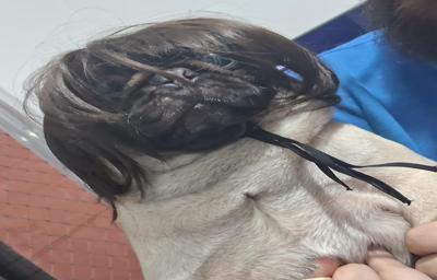 pug com uma peruca