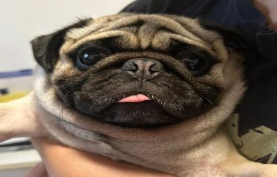 pug mostrando a língua